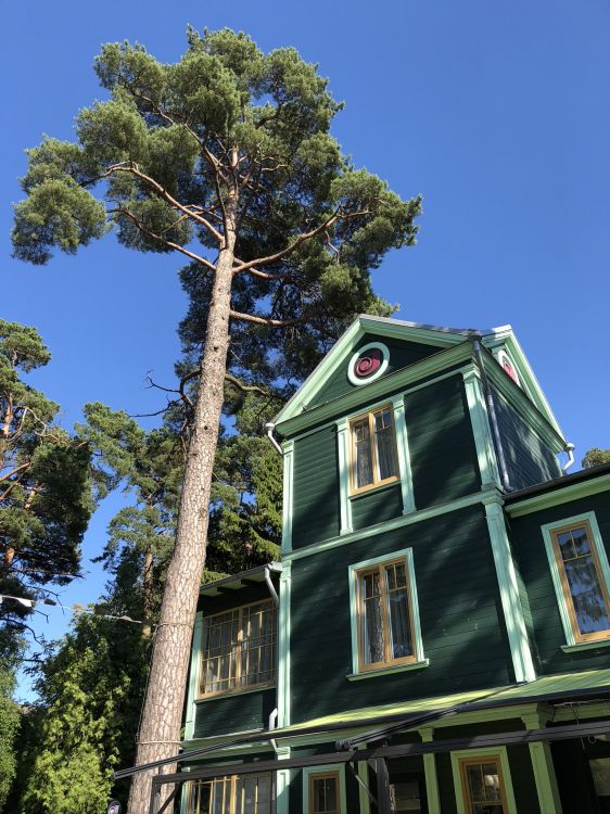 Обои дерево, лист, свойство, хвойное дерево, створки окна в разрешении 1536x2048