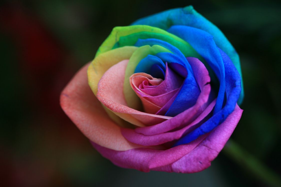 Обои Роза, цветок, семья Роуз, Радуга Роуз, цветковое растение в разрешении 3504x2336