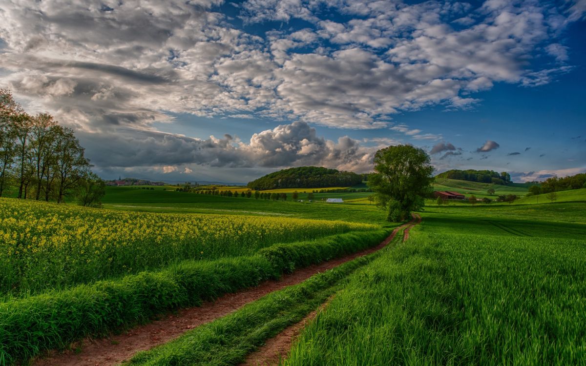 Обои пейзаж, природа, поле, сенокосное угодье, рисовое поле в разрешении 2560x1600