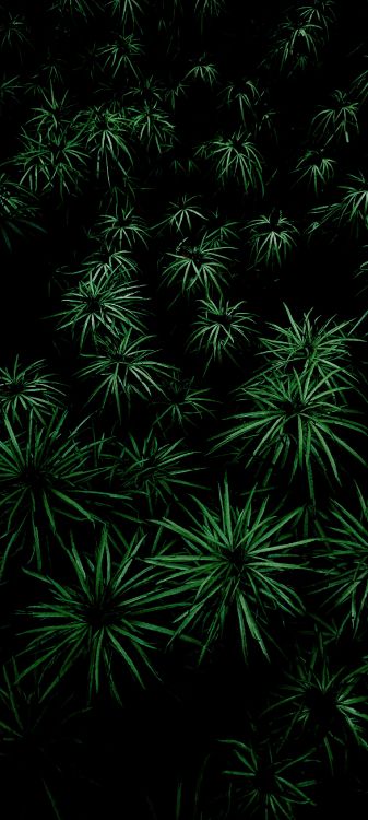 Обои растительность, лист, дерево, растение, наземное растение в разрешении 1440x3200