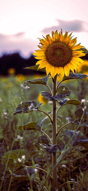 Обои цветок, растение, лепесток, ботаники, цветковое растение в разрешении 1080x2340