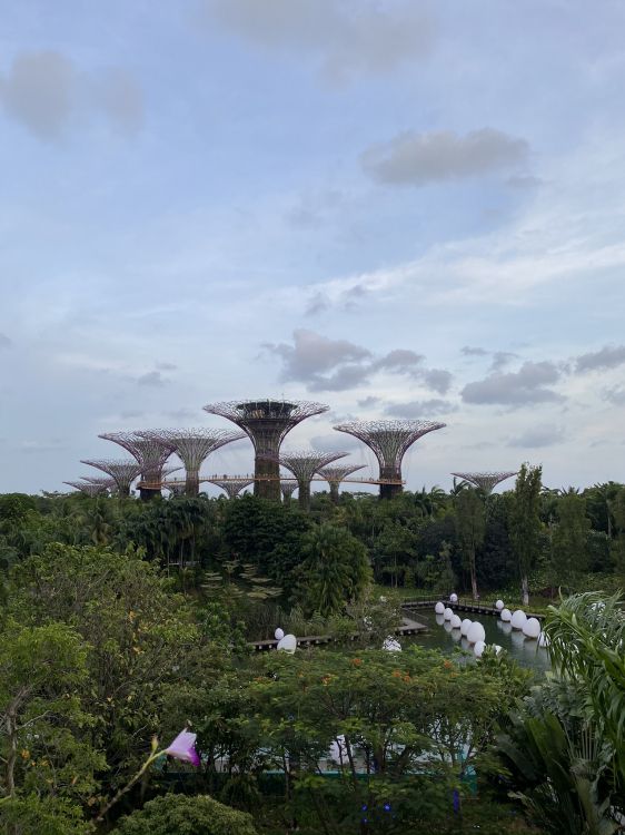 Обои Сингапур, Марина Сити Парк, водоем, природа, растительность в разрешении 1536x2048