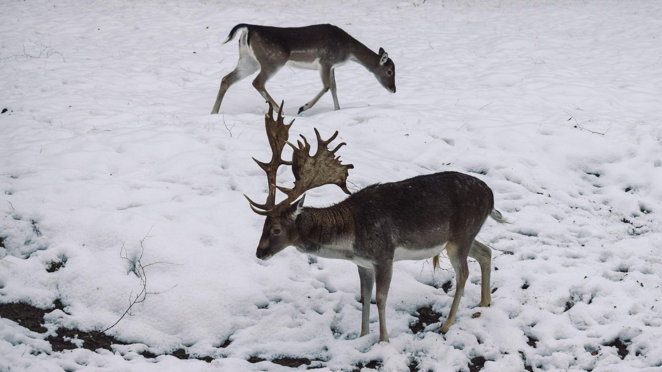 Обои природа, олень, Северный олень, снег, олененок в разрешении 3840x2160