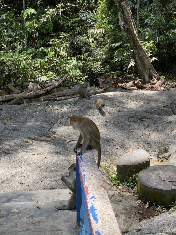 Обои Старый мир обезьян, лист, адаптация, наземные животные, природный заповедник в разрешении 1536x2048