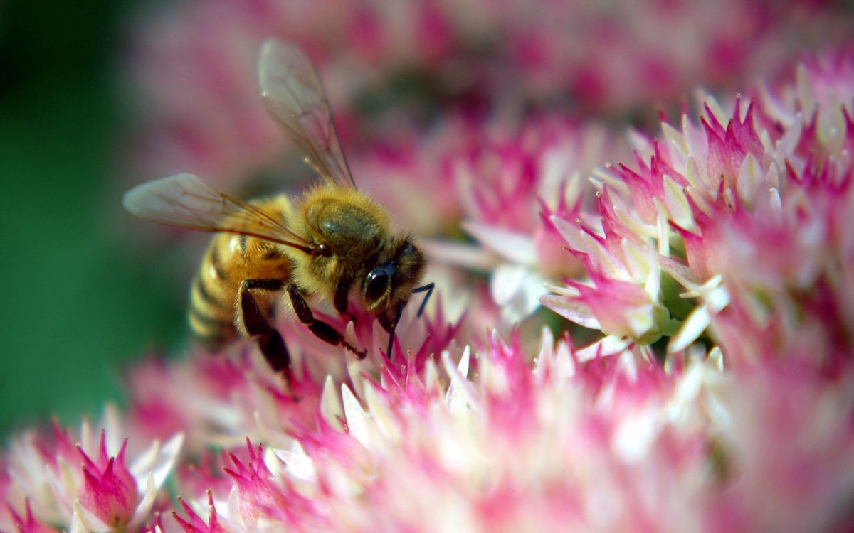 Обои насекомое, опыление, медоносная пчела, пчела, опылитель в разрешении 1920x1200