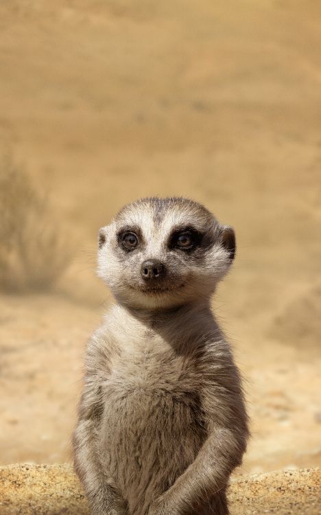 Обои суриката, Лев, Тимон, Тимон и Пумба, голова в разрешении 2500x4000