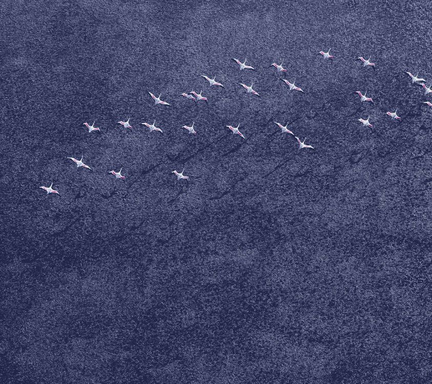 Обои Андроид Орео, гугл нексус, Google, синий, джинсовая ткань в разрешении 2880x2560