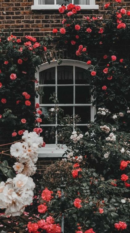 Обои имбирь белый, цветок, Роза, Джунил Ниламажаил, розовый в разрешении 735x1307