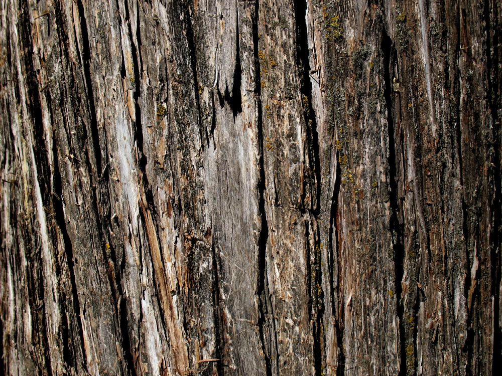 Обои Кора, текстура, дерево, древесина, дуб в разрешении 3264x2448