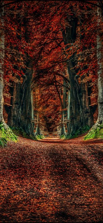 Обои природа, дерево, лист, коричневый цвет, растение в разрешении 1080x2340