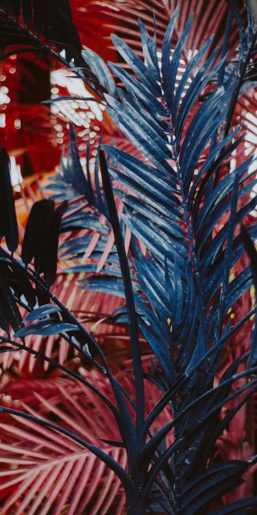 Обои лист, цветковое растение, суккулент, растение, ткань в разрешении 2464x4928