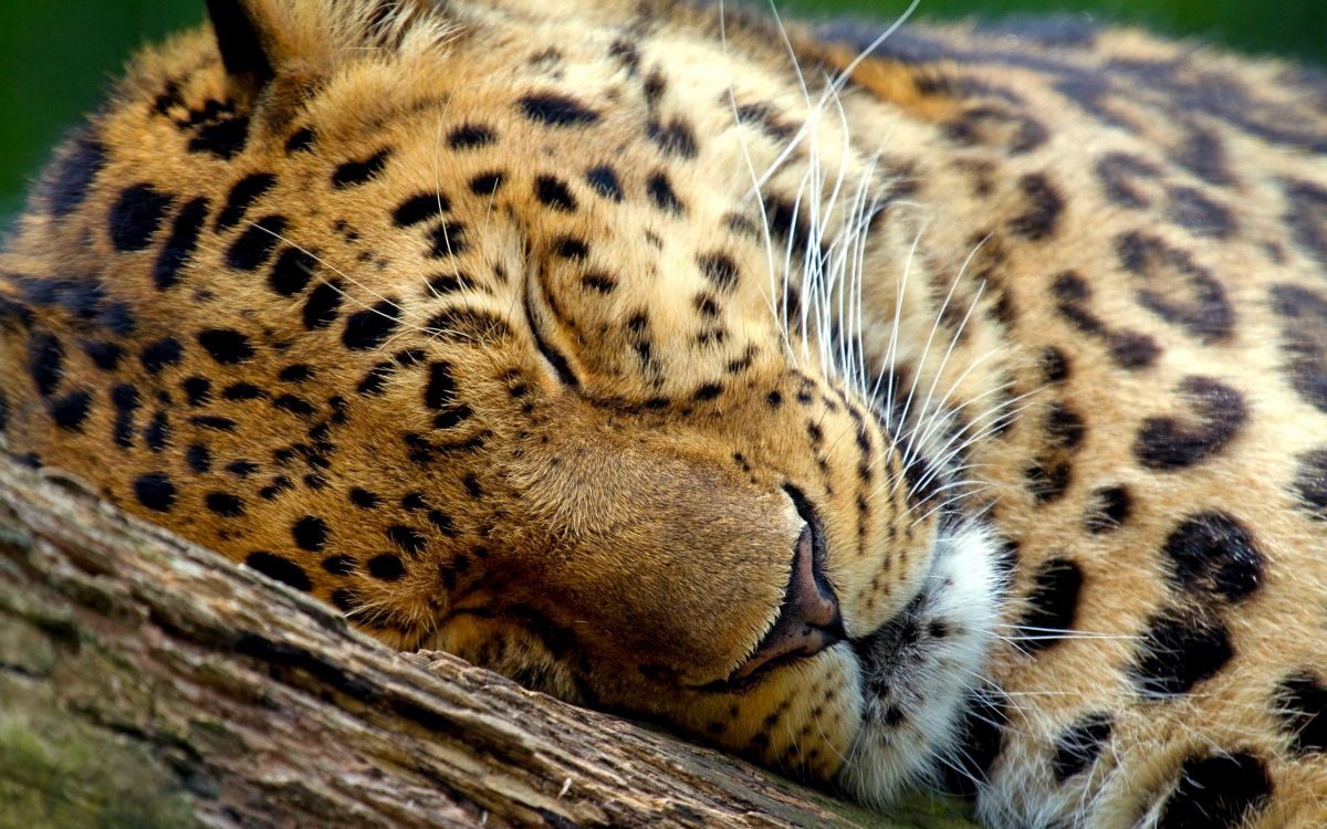 Обои Леопард, Ягуар, кошачьих, Лев, Гепард в разрешении 2560x1600