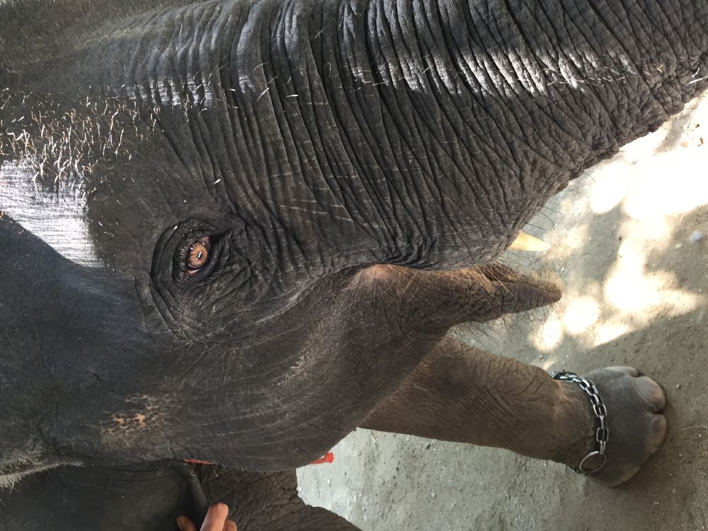 Обои Слон, Таиланд, слоны и мамонты, кожа, наземные животные в разрешении 3264x2448