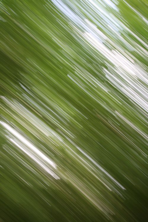 Обои зеленый, лист, линия, растение, трава в разрешении 2592x3888