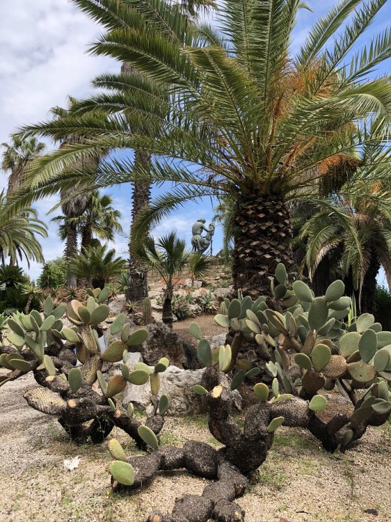 Обои растительность, биом, кустарник, пальмовые рощи, Масло пальмы в разрешении 1536x2048