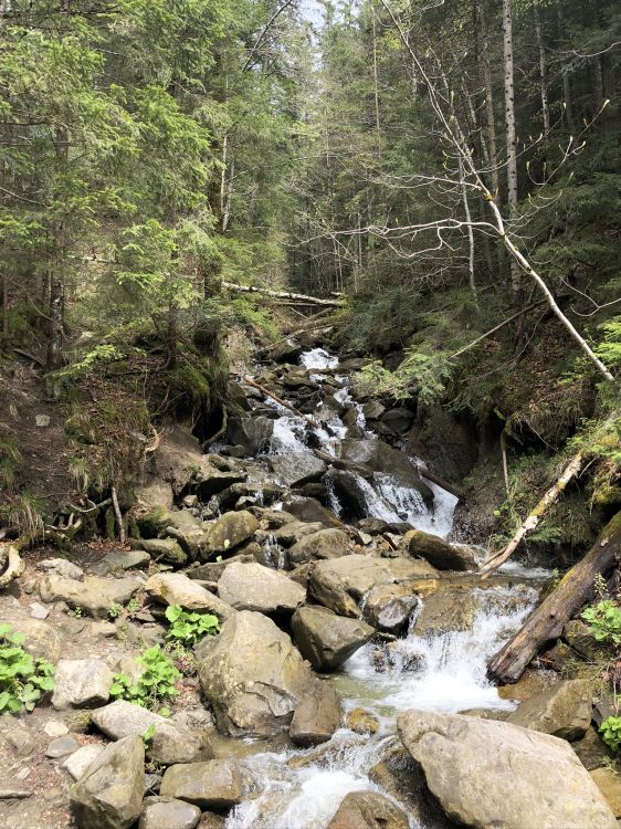 Обои Карпаты, природный заповедник, водоем, природа, растительность в разрешении 1536x2048