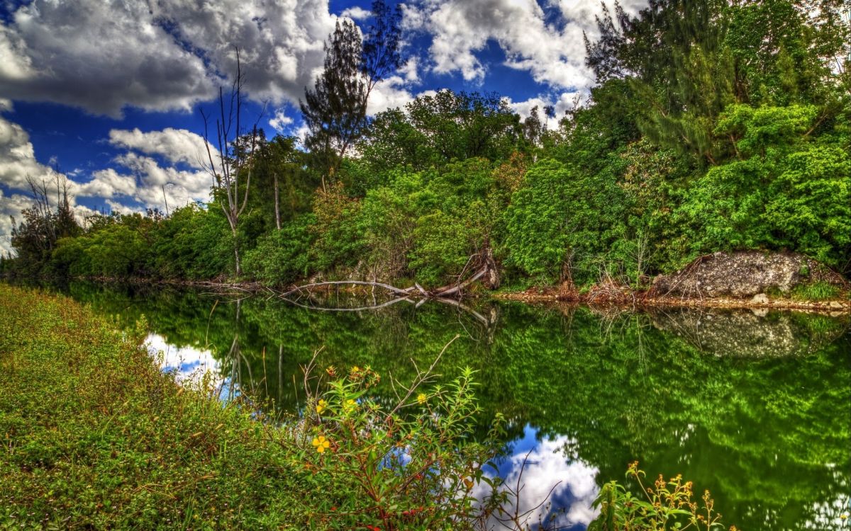 Обои отражение, природный заповедник, дерево, растительность, природа в разрешении 1920x1200