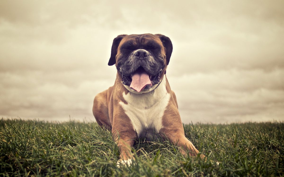 Обои боксер, собака породы, морда, пес, староанглийский бульдог в разрешении 1920x1200