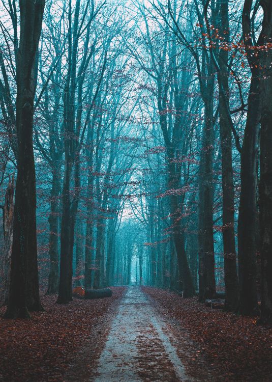 Обои природный ландшафт, небо, дерево, лес, природа в разрешении 5304x7426