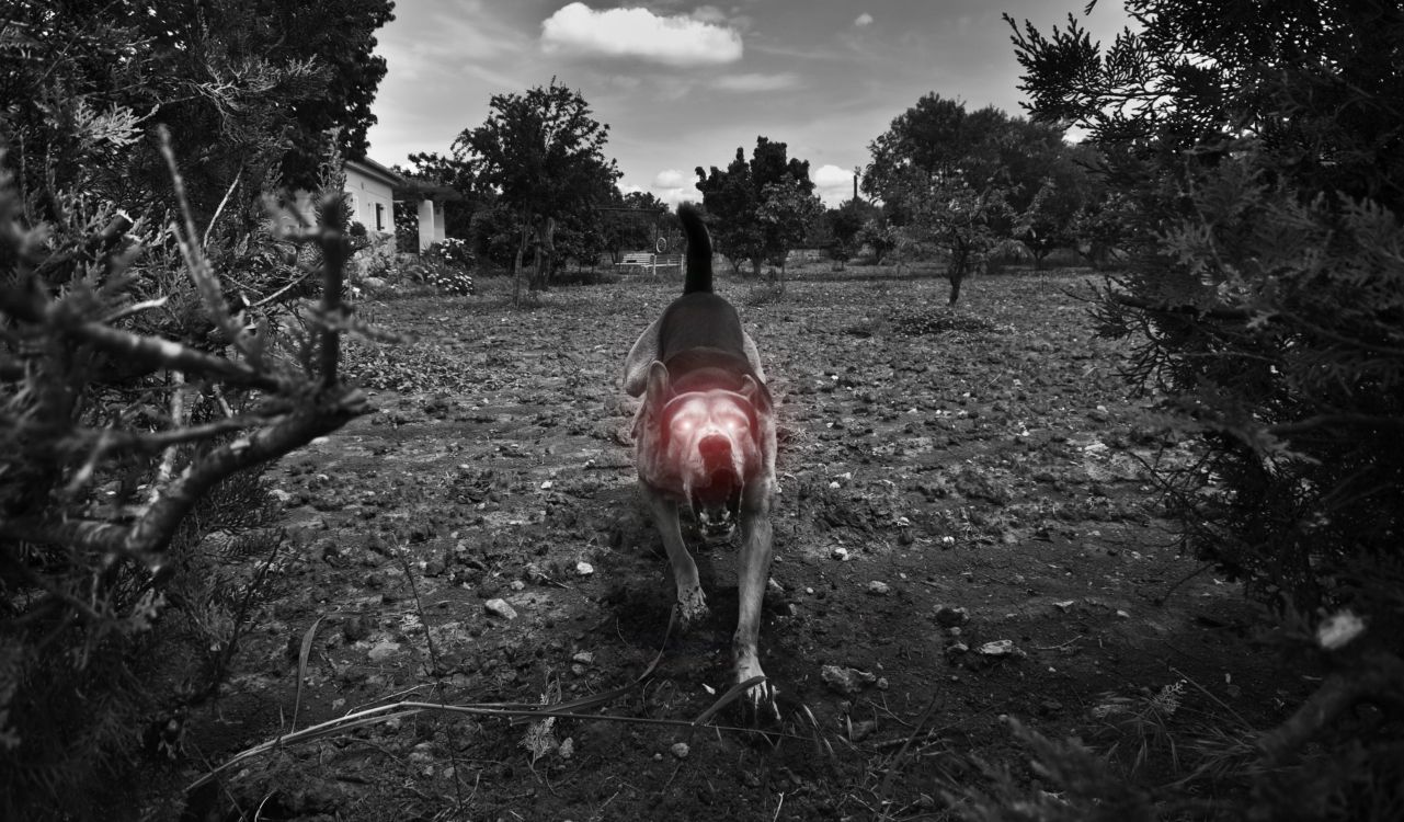 Обои черный, дерево, Псовые, монохромный, пес в разрешении 3685x2156