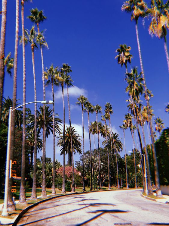 Обои Голливуд, пальмовые рощи, мажорель синий, дерево, древесные растения в разрешении 3024x4032