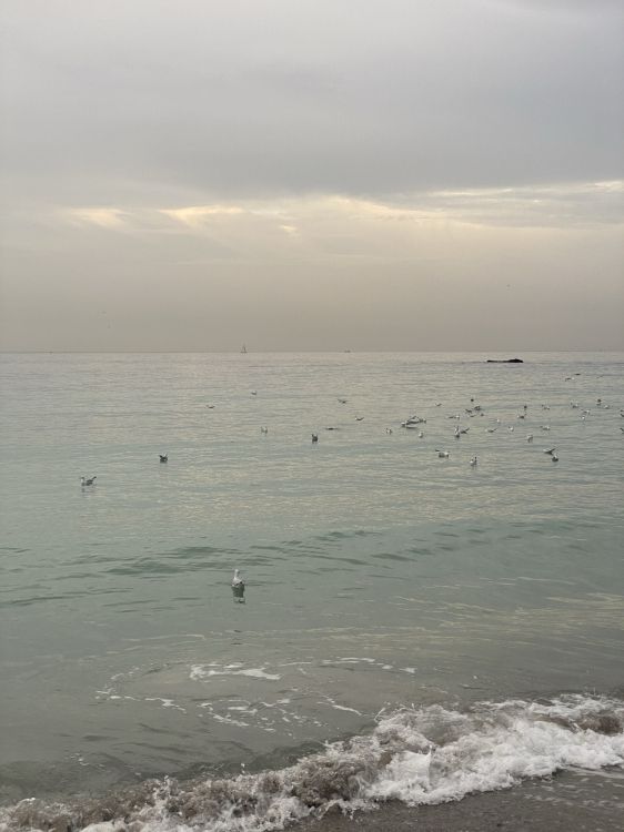 Обои море, мадфлэт, вода, морская птица, прилив в разрешении 1536x2048