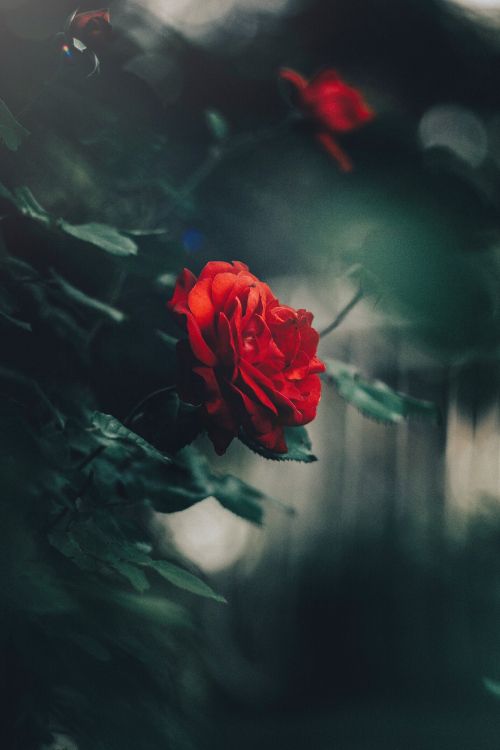 Обои Роза, цветок, сад роз, красный цвет, лепесток в разрешении 2731x4096