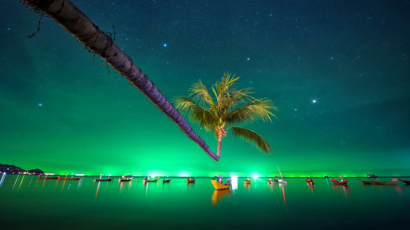 Обои тропическая ночь, ночь, природа, зеленый, Аврора в разрешении 2560x1440