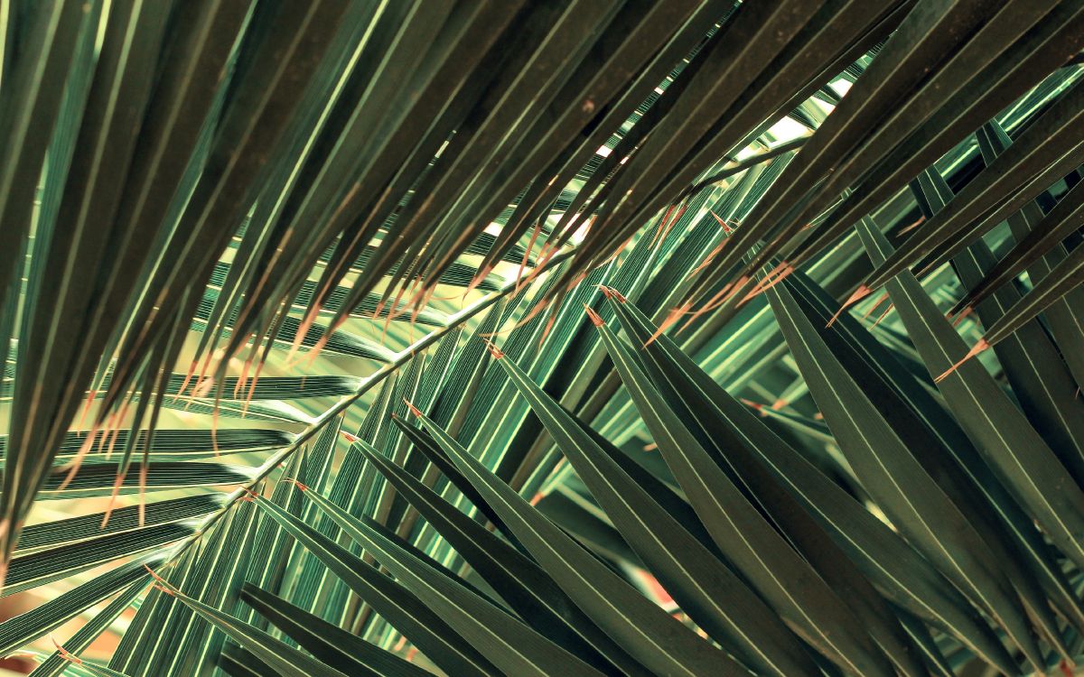 Обои зеленый, линия, архитектура, металл, рассада в разрешении 3840x2400