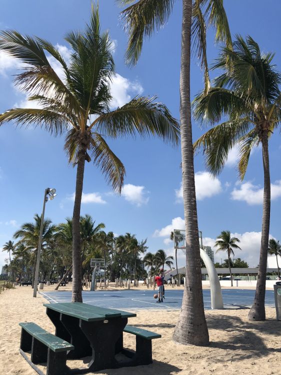 Обои Майами, Пальма, пальмовые рощи, туризм, биология в разрешении 1536x2048