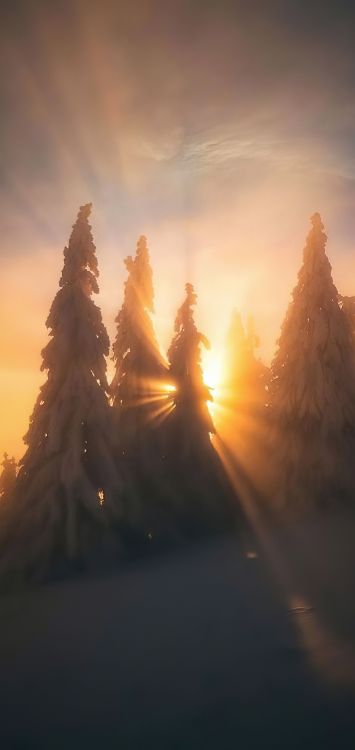 Обои просыпайся в небе, облако, атмосфера, растение, послесвечение в разрешении 1422x3000