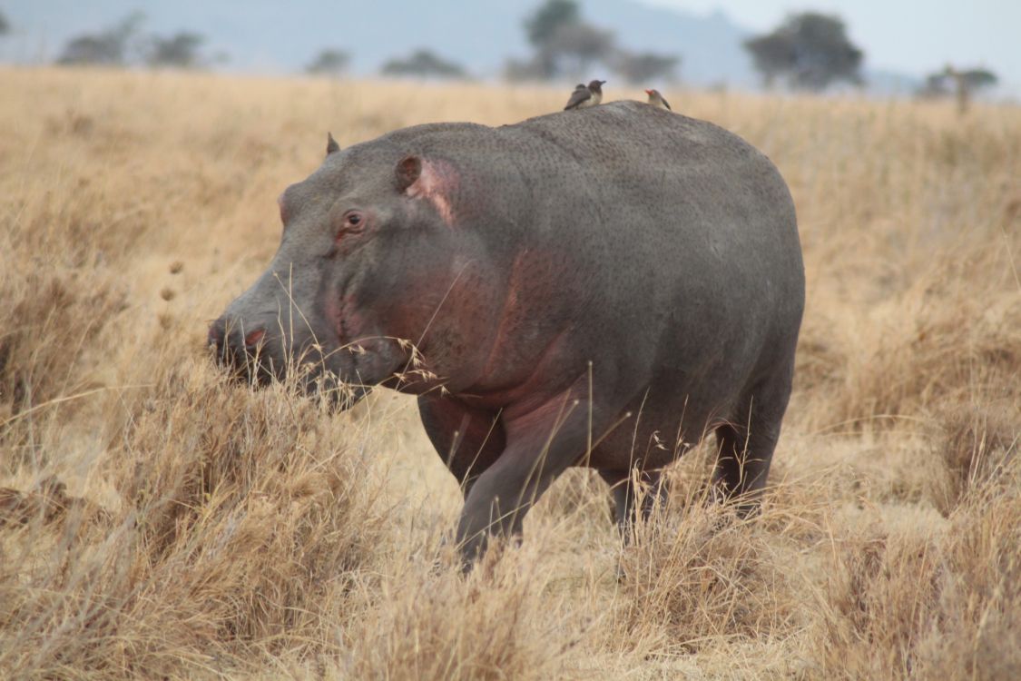 Обои наземные животные, носорог, Саванна, живая природа, сенокосное угодье в разрешении 2000x1333