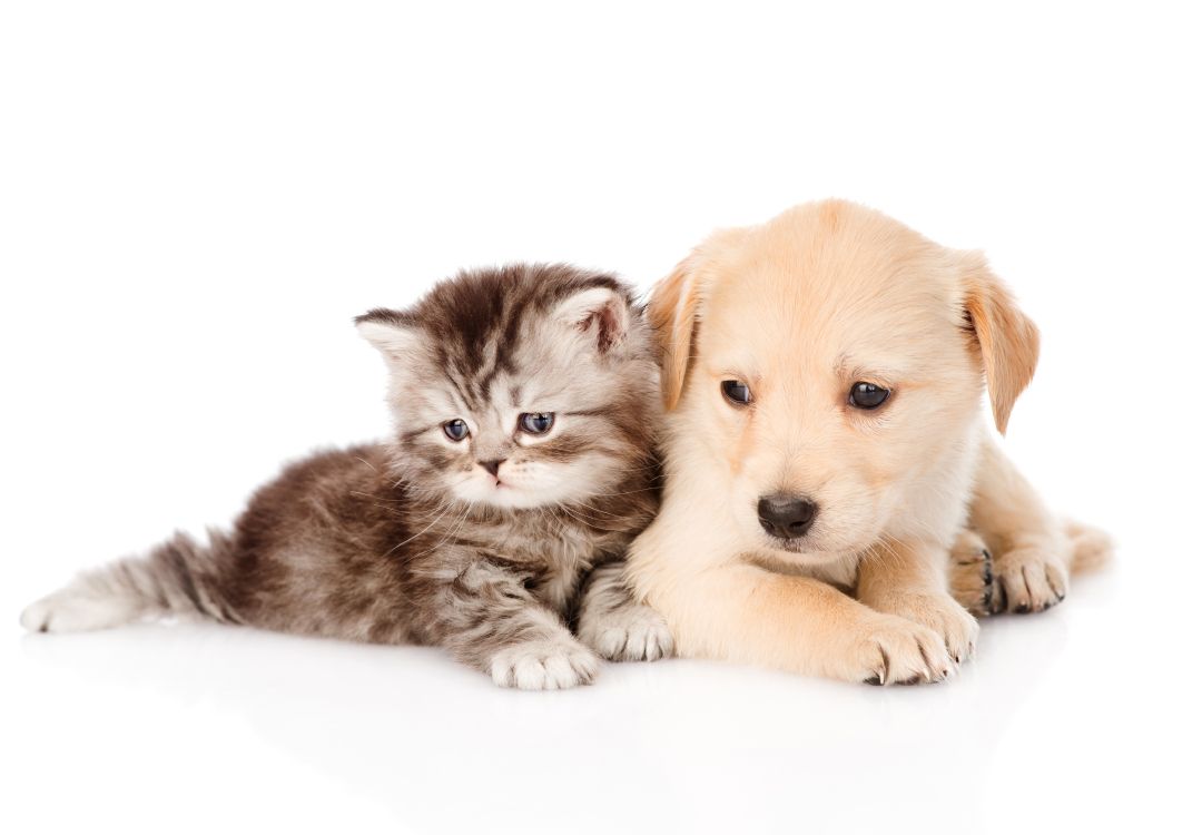 Обои щенок, котенок, золотистый ретривер, собака породы, кот в разрешении 6256x4341