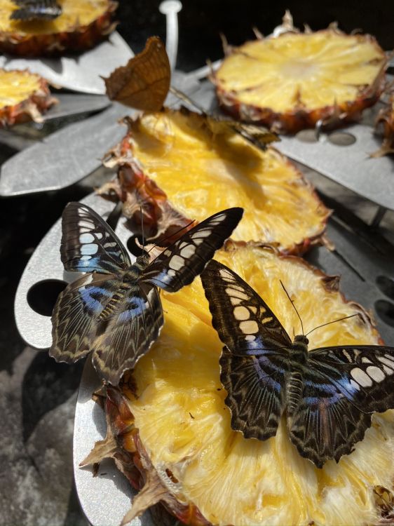 Обои ген замедленного движения, биология, наука, беспозвоночных, членистоногое в разрешении 1536x2048