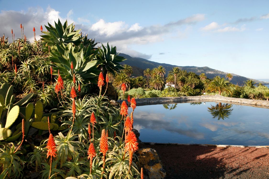 Обои гора, растительность, растение, дерево, озеро в разрешении 3000x2000