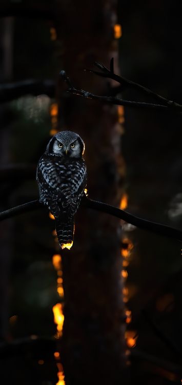 Обои темнота, свет, наука, физика, птица в разрешении 1422x3000