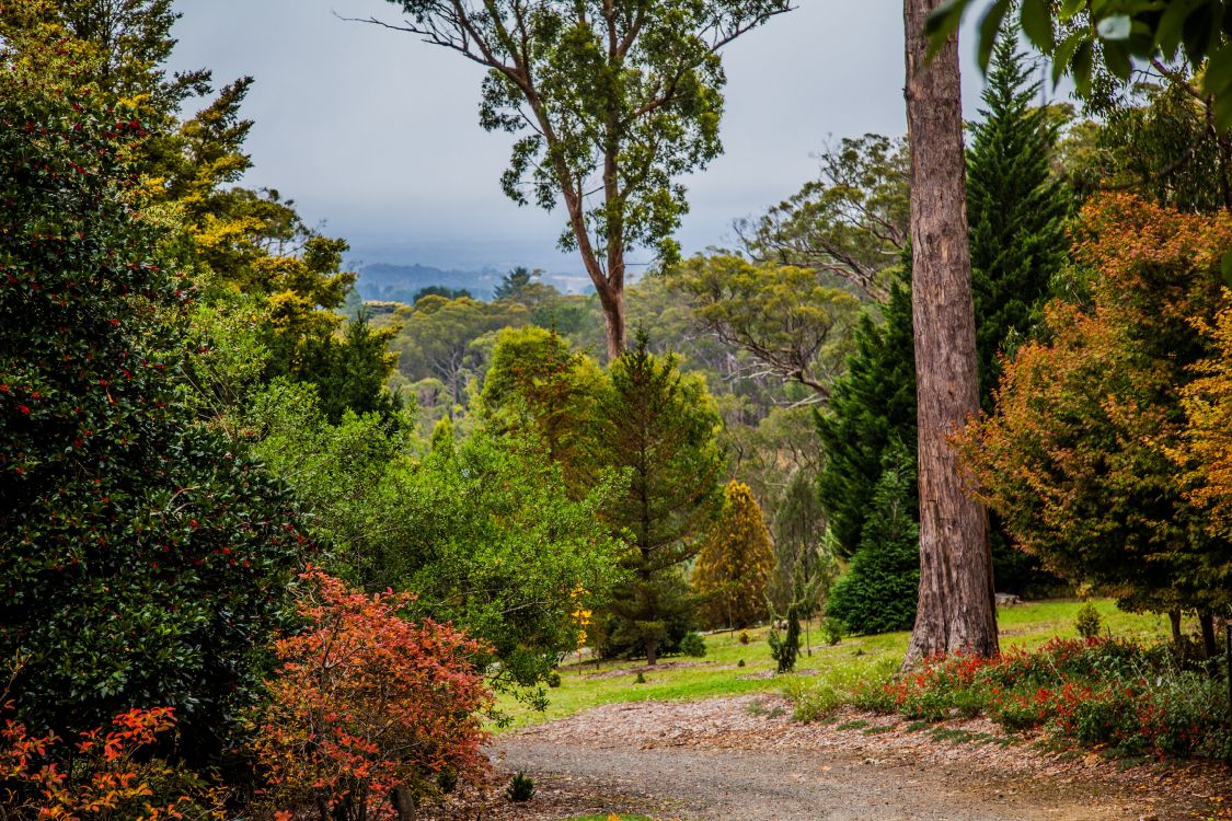 Обои природа, лес, растительность, дерево, природный ландшафт в разрешении 3450x2300