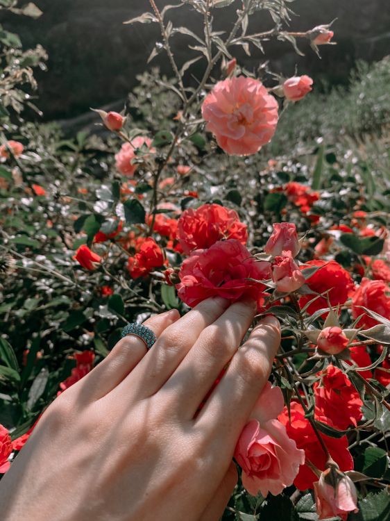 Обои сад роз, цветочный дизайн, Роза, срезанные цветы, семья Роуз в разрешении 3024x4032