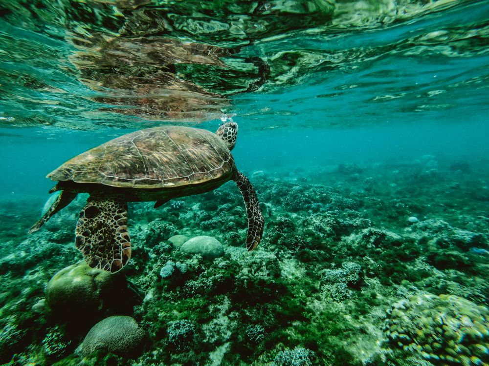 Обои морская черепаха, море, Морская черепаха Бисса, подземные воды, морская биология в разрешении 4000x3000