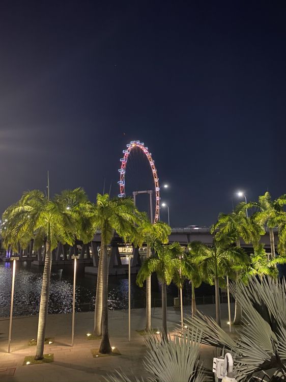 Обои Сингапур, ориентир, пальмовые рощи, ночь, сабаль минор в разрешении 1536x2048