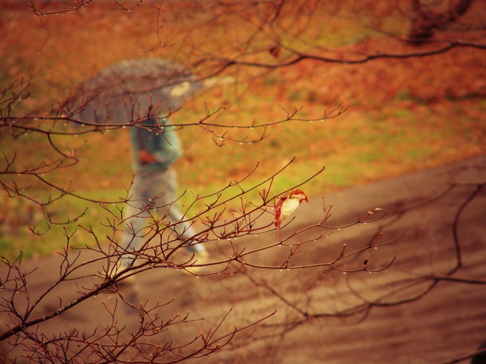 Обои осень, дерево, прут, утро, листопадные в разрешении 2048x1536