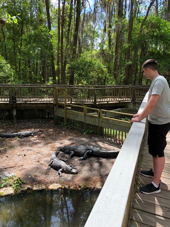 Обои крокодил, вода, человеческое тело, шорты, природный заповедник в разрешении 3024x4032