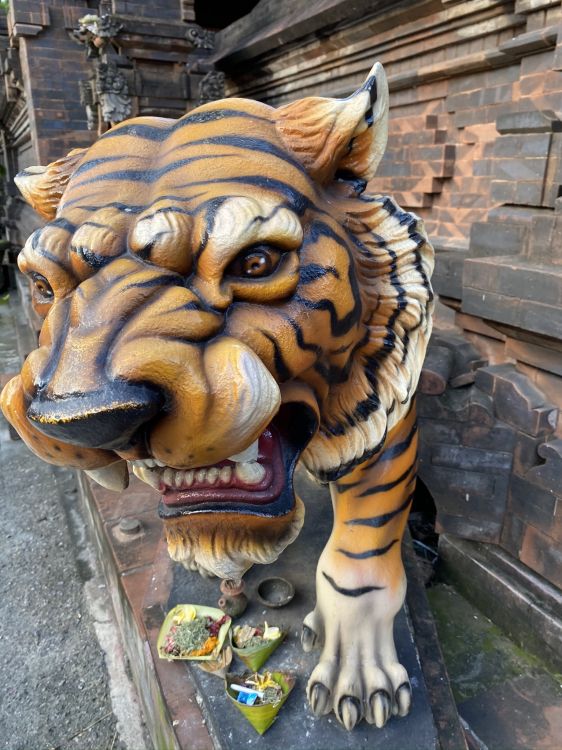 Обои голова, бенгальский тигр, кошачьих, Амурский тигр, тигр в разрешении 1536x2048