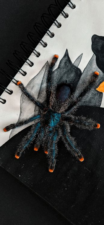 Обои паук, ресничка, арт, линия, живопись в разрешении 1080x2340