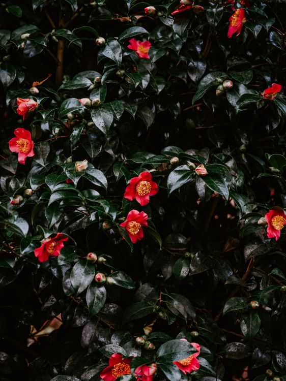 Обои цветок, цветковое растение, растение, камелия, красный цвет в разрешении 6144x8192