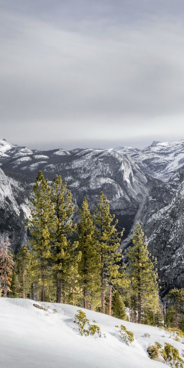 Обои снег, облако, гора, растение, склон в разрешении 2000x4000