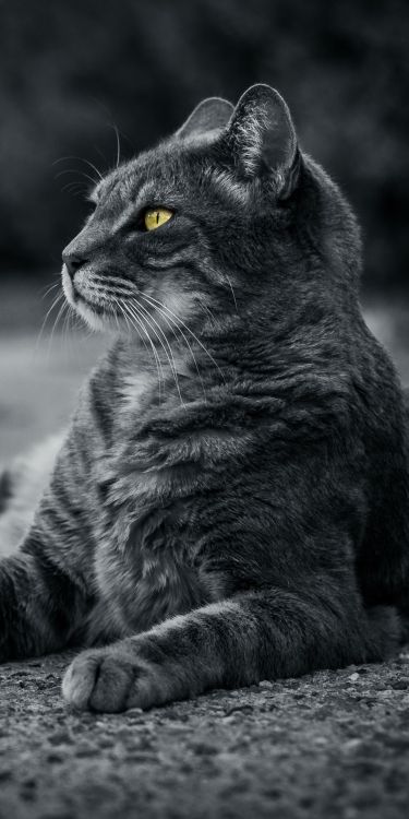 Обои бакенбарды, кот, кошачьих, растение, кошки малого и среднего размера в разрешении 1080x2160