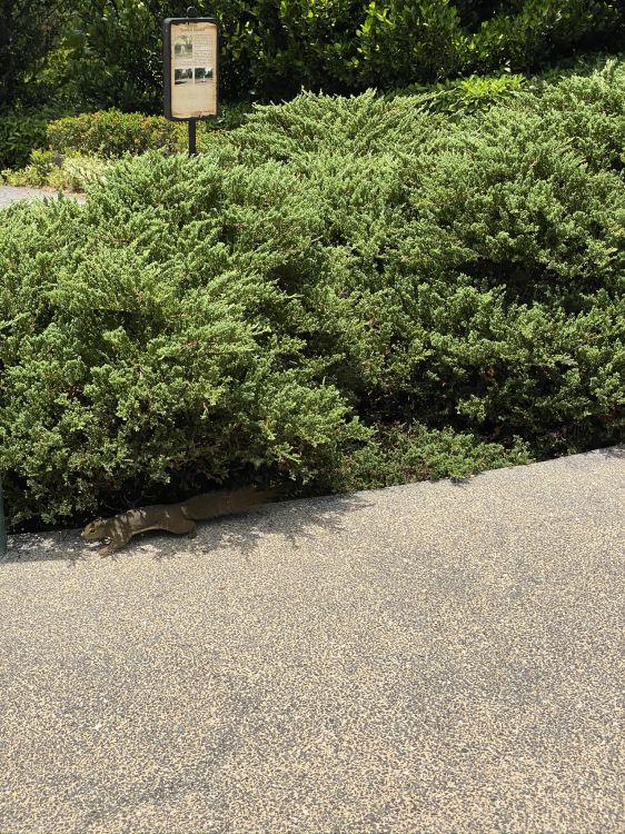 Обои дерево, кустарник, сад, растительность, хедж в разрешении 1536x2048