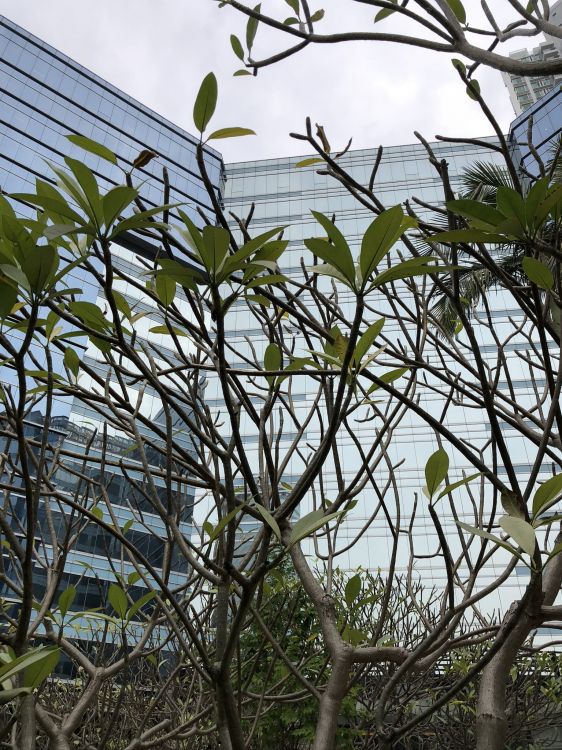 Обои дерево, лист, наука, биология, рассада в разрешении 1536x2048