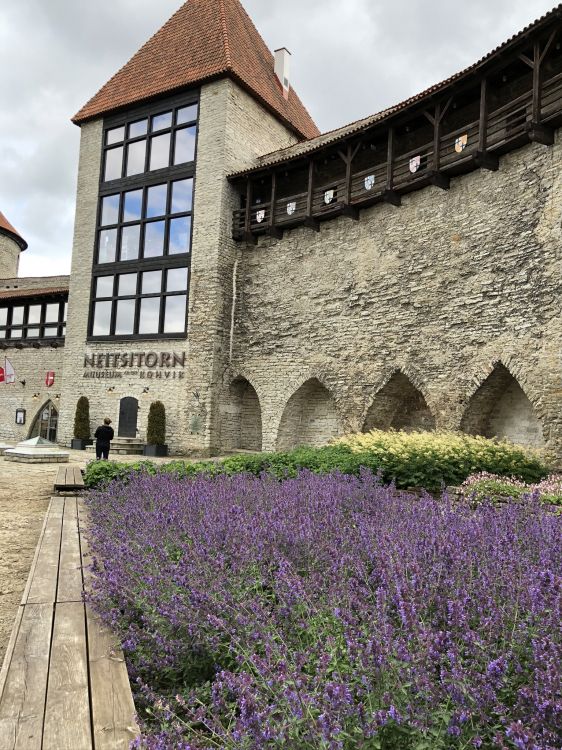 Обои стена, английский лаванды, наука, физика, растение в разрешении 1536x2048